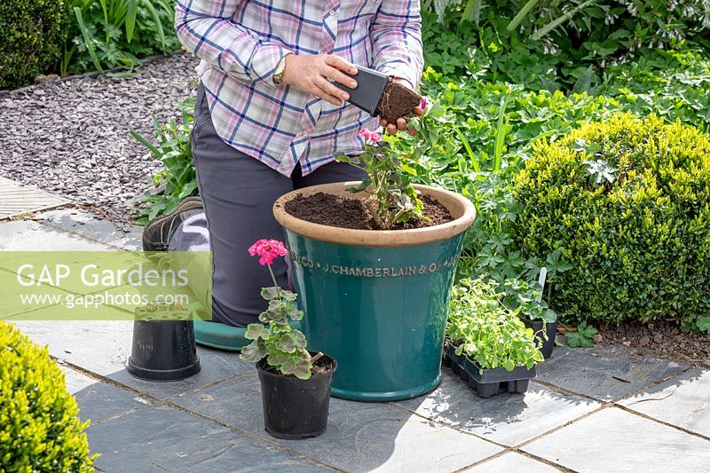Planting up a patio container with bedding plants, Pelargoniums