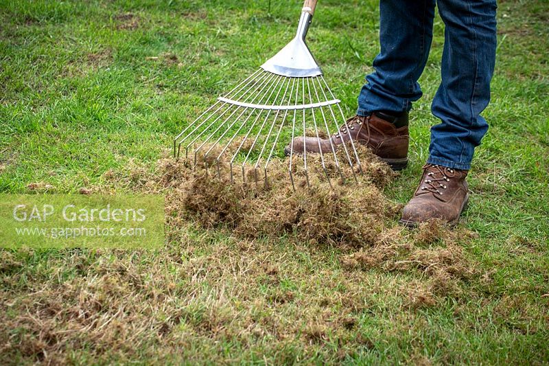 Raking out moss and dead grass from a lawn with a tine rake. 