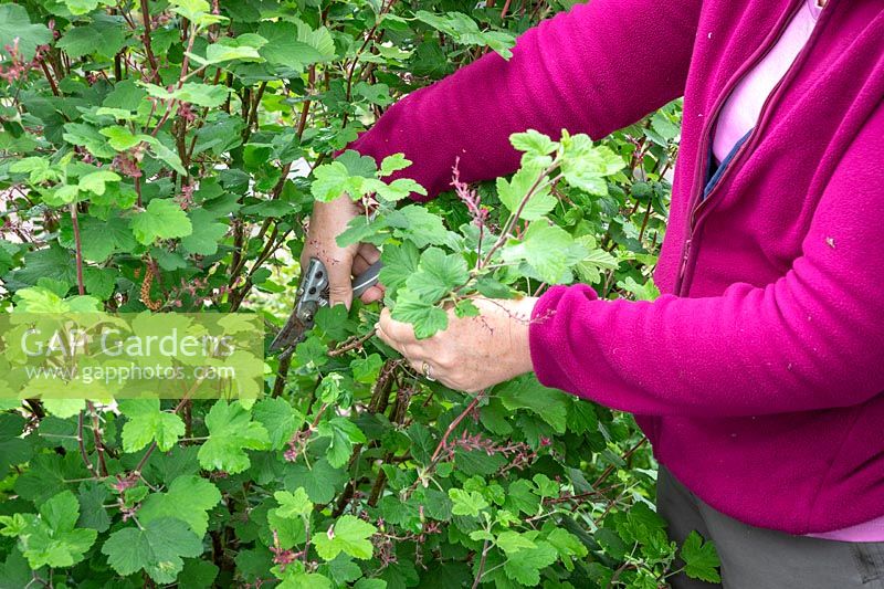Pruning a spring flowering shrub with secateurs after it has finished flowering. Cutting back flowered shoots to strong growth. Ribes sanguineum - Flowering currant, Redflower currant.