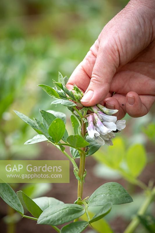 Pinching out Vicia faba - Broad Bean - tips to reduce blackfly infestations