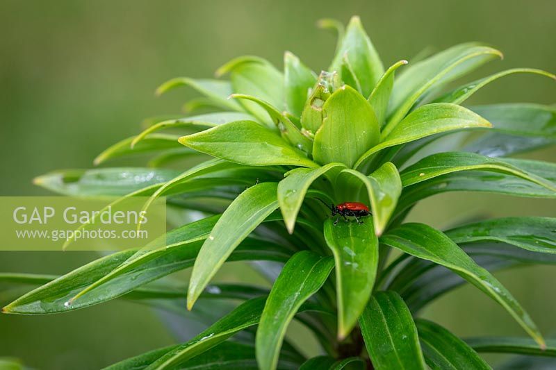 Scarlet lily beetle - Lilioceris liliae - on plant