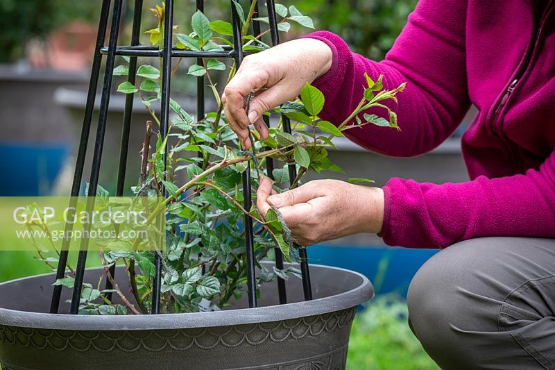 Tying in patio climbing roses with garden twine - bending the stems to encourage flowering.