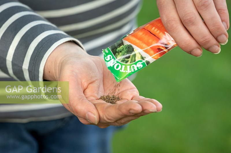 Pouring Carrot seed from a packet into hand ready to sow