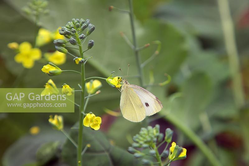 Large White Butterfly -  Pieris brassicae