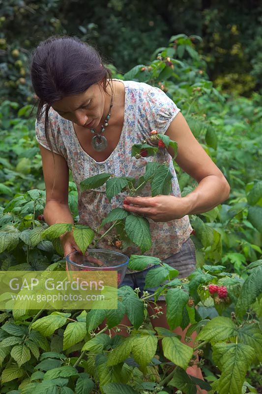 Gardener harvesting Rubus idaeus 'Autumn Bliss' - Raspberry 
