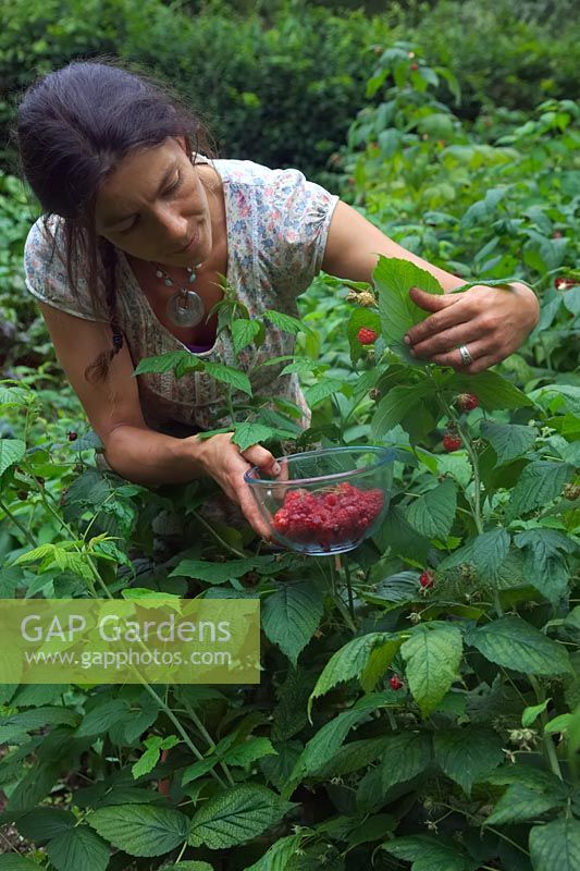 Gardener harvesting Rubus idaeus 'Autumn Bliss' - Raspberry - fruit 