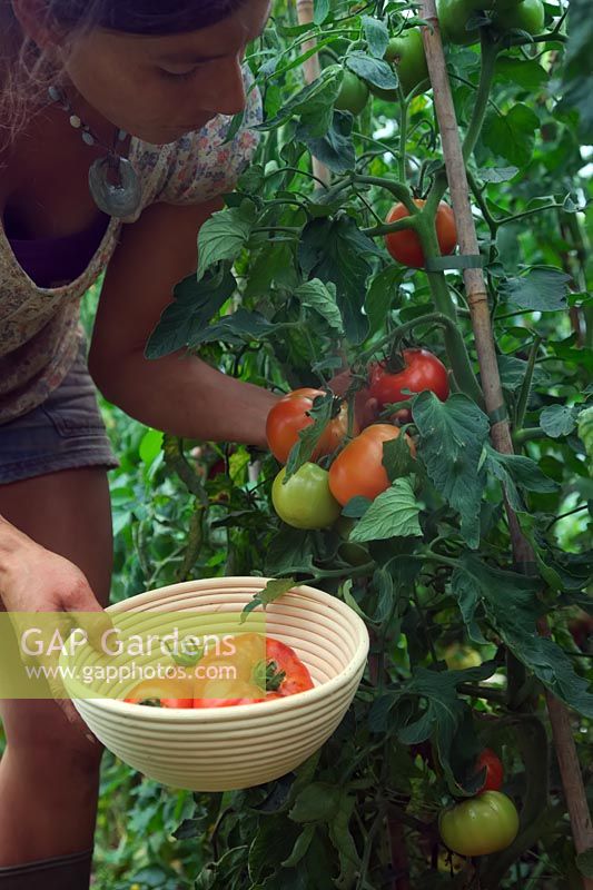 Gardener picking Solanum lycopersicum 'Celebrity' - Tomato 