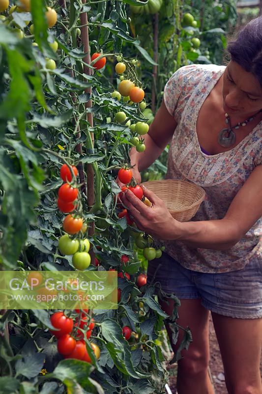 Woman gardener picking tomatoes - Solanum lycopersicum 'Mountain Magic' in August