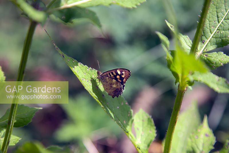 Pararge aegeria - Speckled Wood Butterfly - resting on Dipsacus inermis
