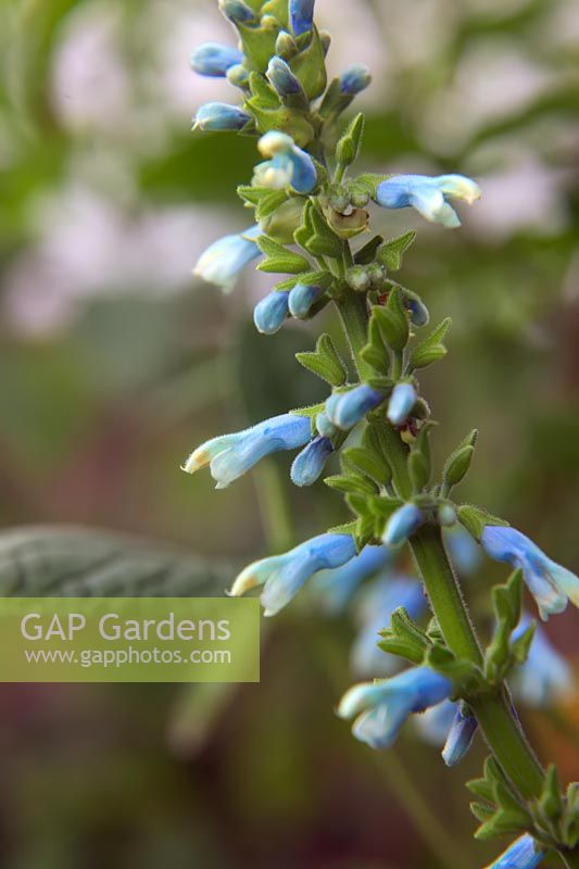 Salvia bullulata pale-blue-flowered