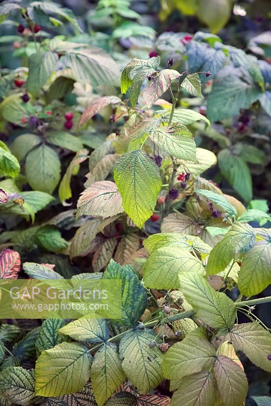 Herbicide damage by Glyphosate on Raspberry canes. Rubus idaeus is particularly susceptible and the symptoms can look similar to those of viral diseases.