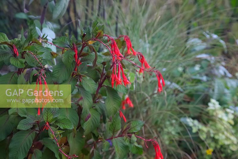 Fuchsia 'Coralle' T AGM with Miscanthus sinensis 'Morning Light' v AGM behind
