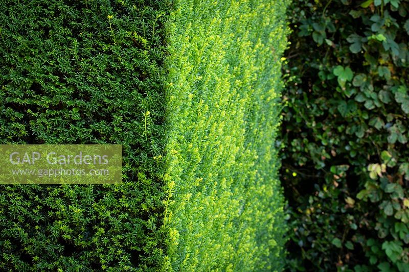 Taxus baccata - Yew hedge 