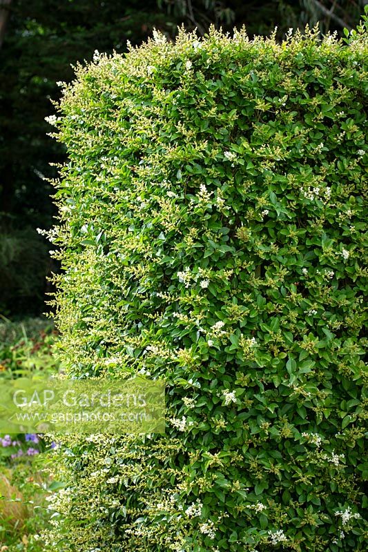 Ligustrum ovalifolium - Privet hedge