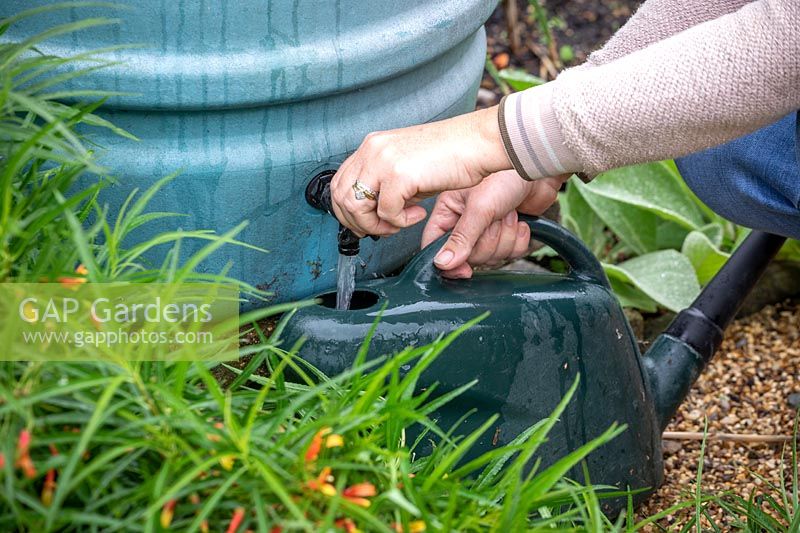 Filling a watering can from a tap on a water butt.