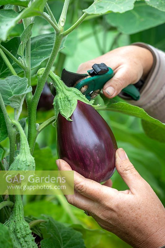 Harvesting aubergines