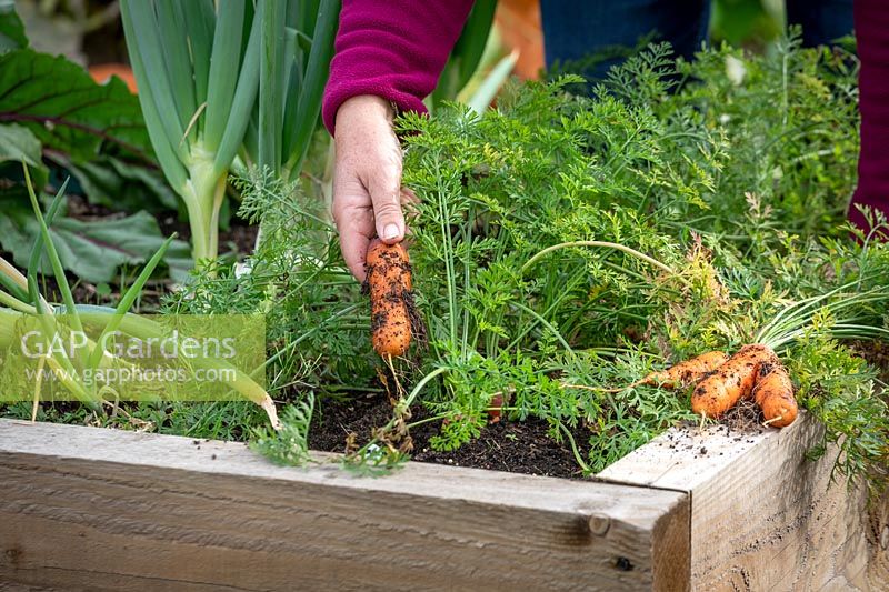 Harvesting maincrop carrots. Carrot 'Resistafly' F1 Hybrid