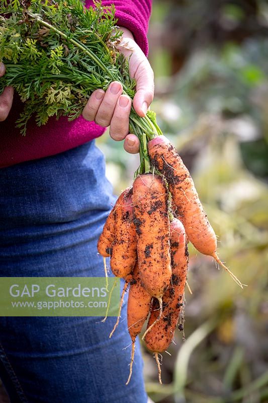Harvesting maincrop carrots. Carrot 'Resistafly' F1 Hybrid