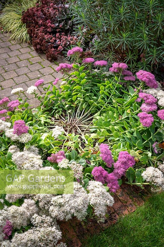 Example of a sedum that has not been given the Chelsea chop resulting in it flopping over. Sedum spectabile 'Stardust'