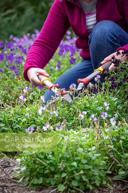 Trimming back violas with shears after they have finished flowering