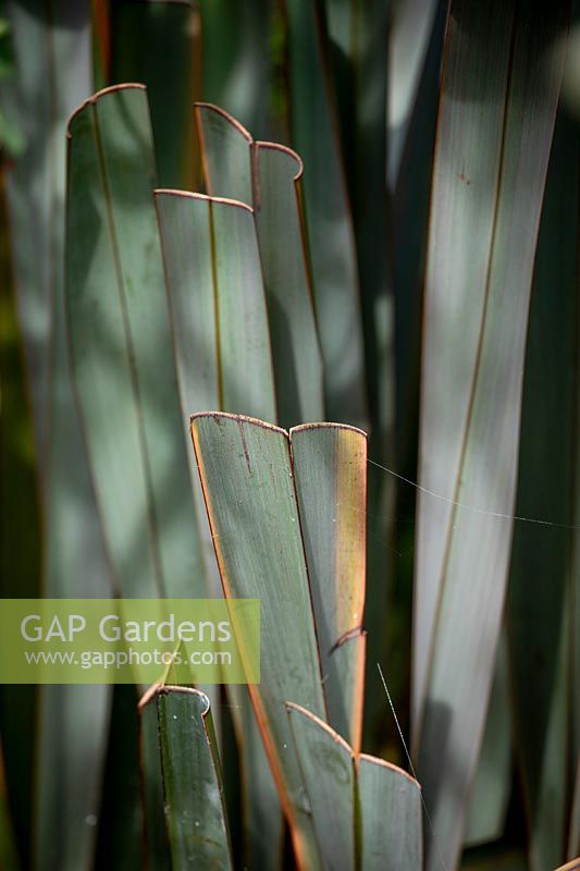 Example of a phormium that has been badly and unnecessarily pruned -  showing where leaf blades have been chopped off.