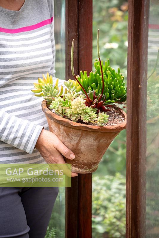 Bringing a pot of tender succulents into the greenhouse to overwinter