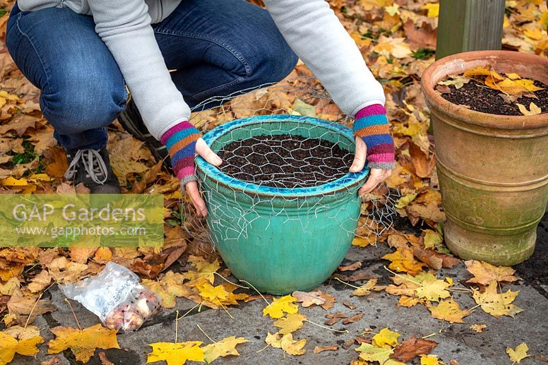 Planting tulips in a pot and covering with chicken wire to protect from squirrel damage.