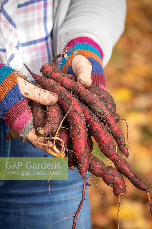Handful of freshly harvest sweet potatoes.
