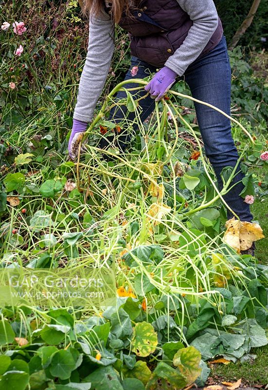Removing summer bedding - Tropaeolum - Nasturtiums - from a border in late autumn.