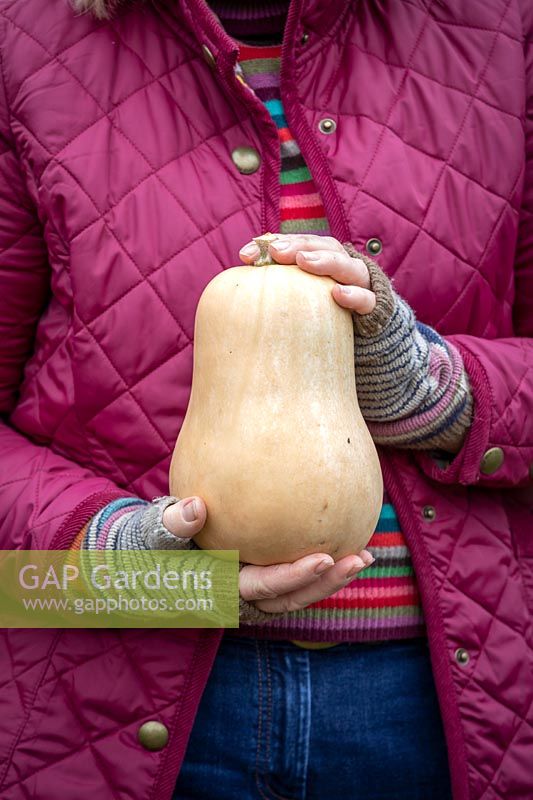 Holding a butternut squash ready for storing over winter