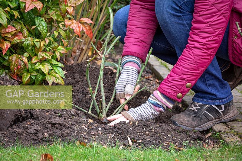 Planting bare root roses in autumn making sure the crown is below soil level