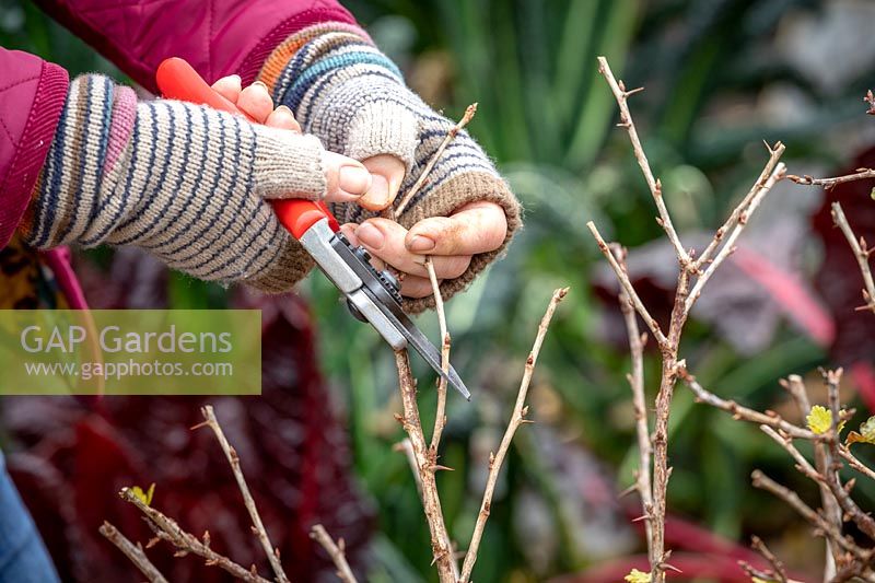 Pruning a gooseberry bush in winter. Cutting side shoots back to one to three buds. Ribes uva-crispa 'Jubilee'