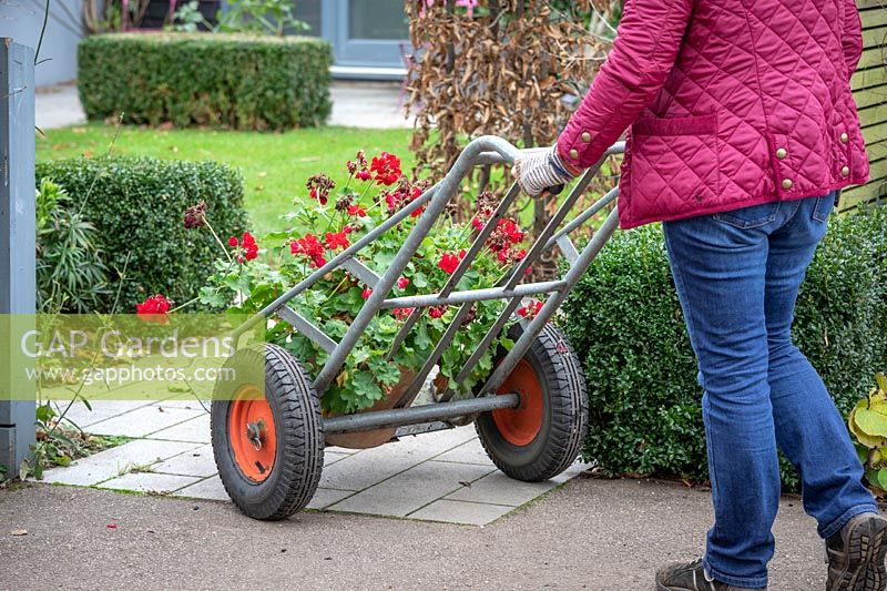 Using a sack truck to bring in a heavy pot of Pelargonium undercover