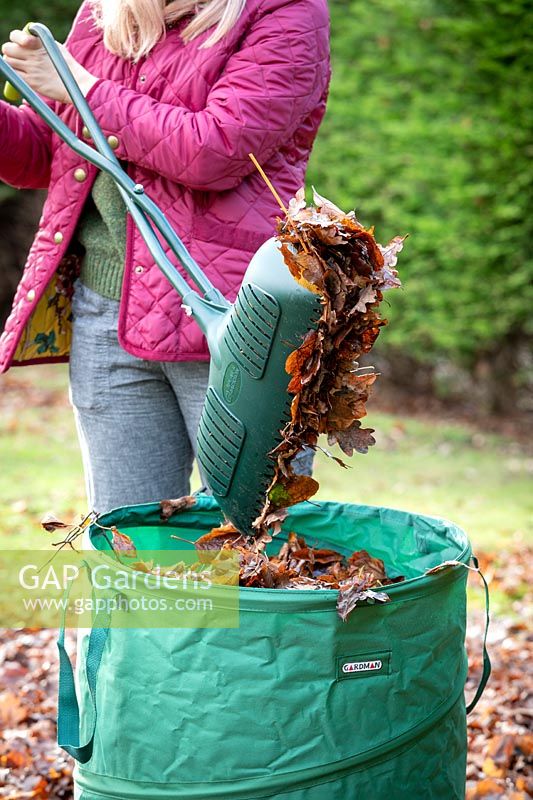 Gathering up fallen leaves with a leaf grabber and collection bag