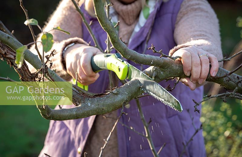 Removing a branch of a Malus - Apple - tree using a pruning saw