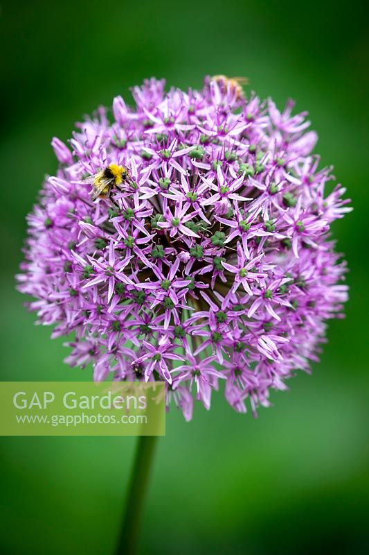 Allium 'Gladiator' AGM with Bees