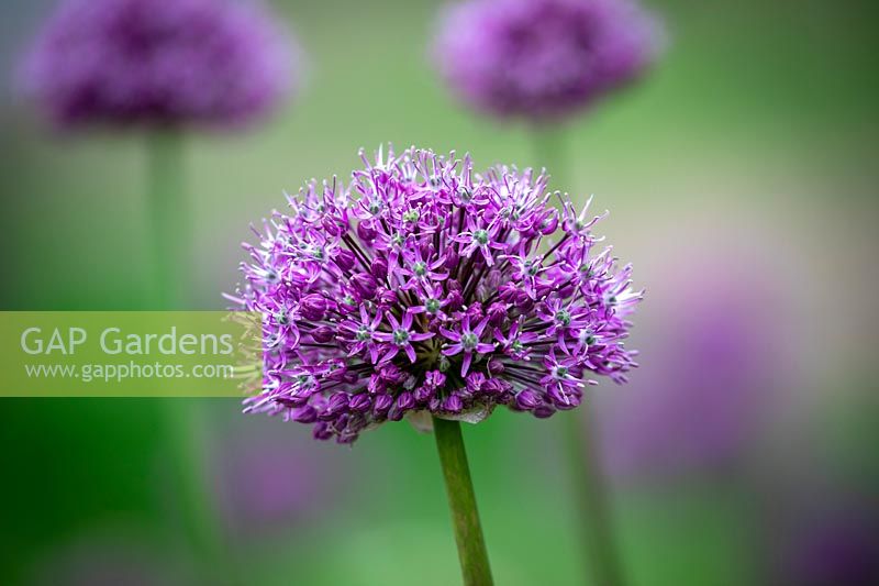 Allium 'Round 'n' Purple' syn. A. 'Round and Purple'