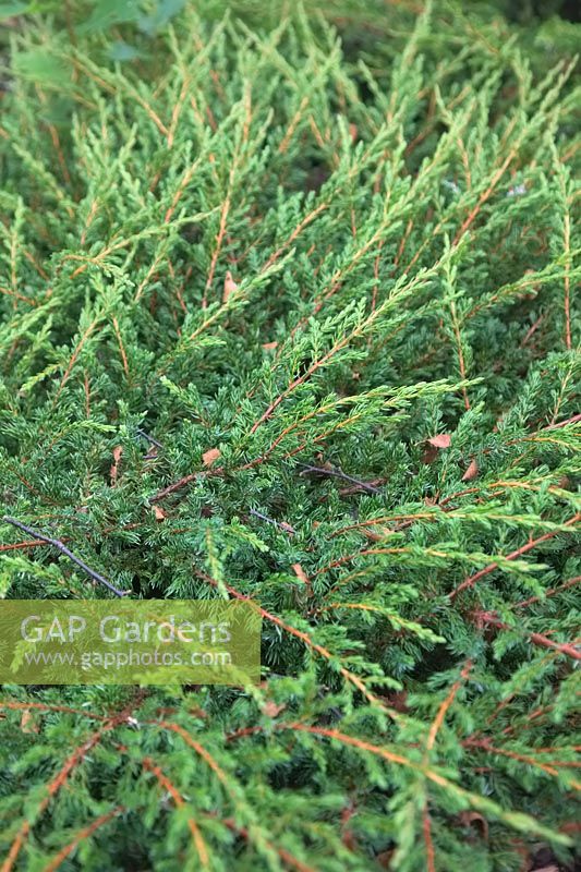 Juniperus communis 'Repanda' - Juniper