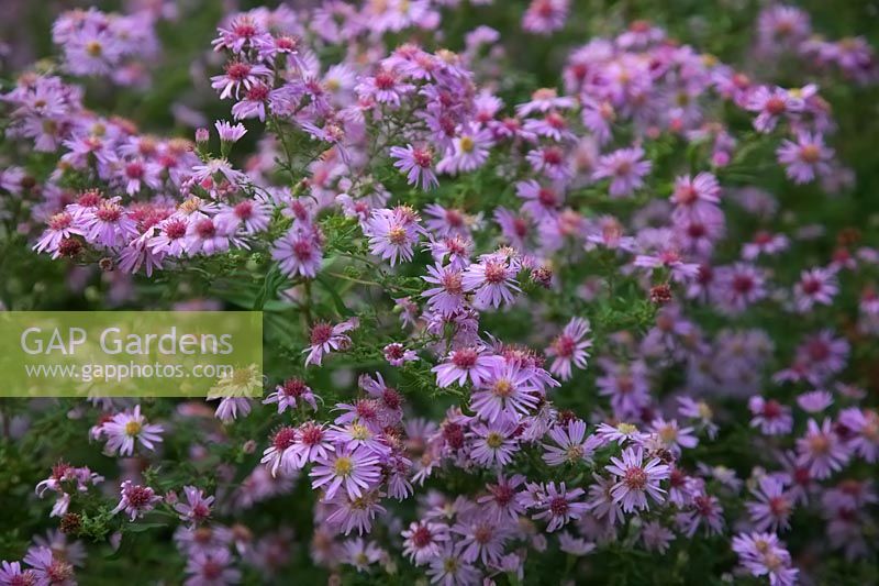 Aster 'Coombe Fishacre' AGM syn. Symphyotrichum