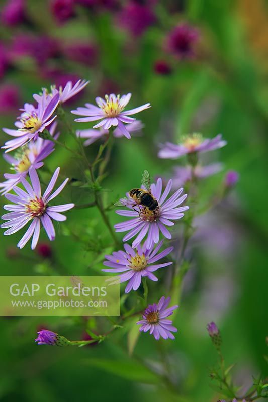 Symphyotrichum 'Little Carlow' syn Aster with Vernonia arkansana syn. V. crinata with Drone Fly - Hoverfly - Eristalis pertinax