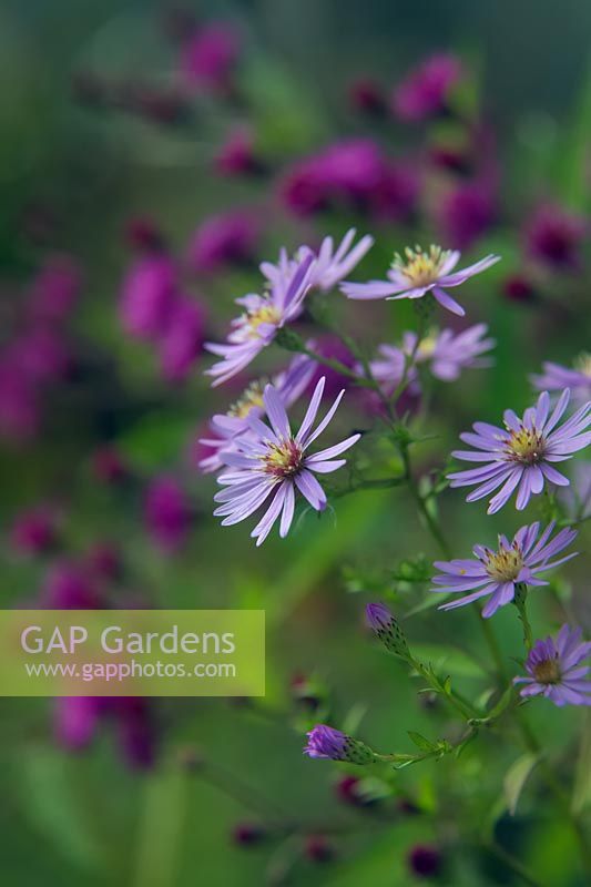 Symphyotrichum 'Little Carlow' syn Aster with Vernonia arkansana syn. V. crinata