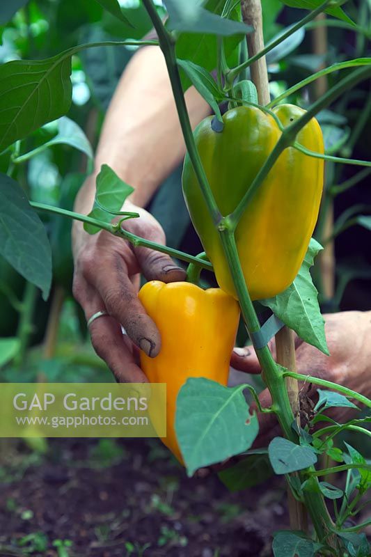 Capsicum annuum - Sweet Pepper - gardener harvesting yellow fruits 