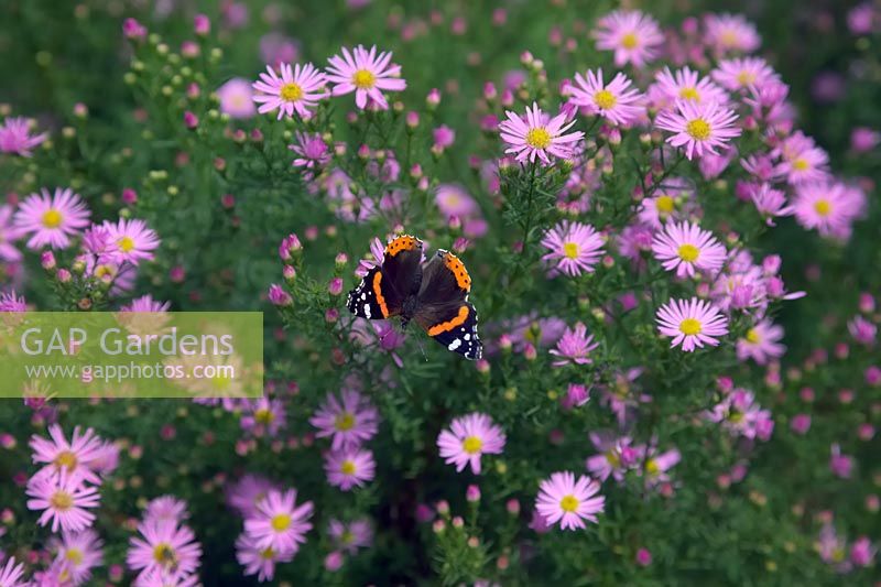 Aster 'Ochtendgloren', pringlei hybrid, AGM syn. Symphyotrichum  with Vanessa atalanta, the red admiral butterfly
