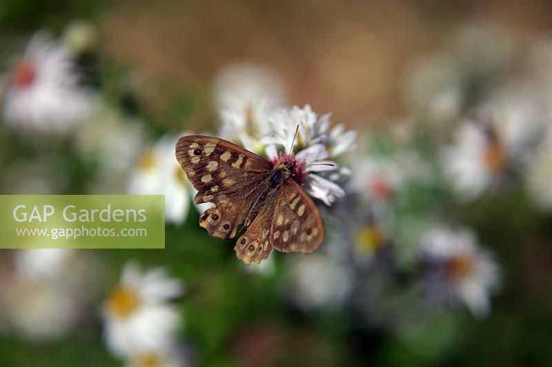 Pararge aegeria - Speckled wood butterfly feeding on Aster 'Chloe' syn. Symphyotrichum
