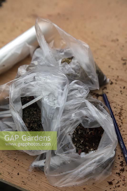 Seeds collected fresh in autumn and prepared for stratification - plastic bags being prepared for hanging outside in the shade with moist coir or peat until germination commences