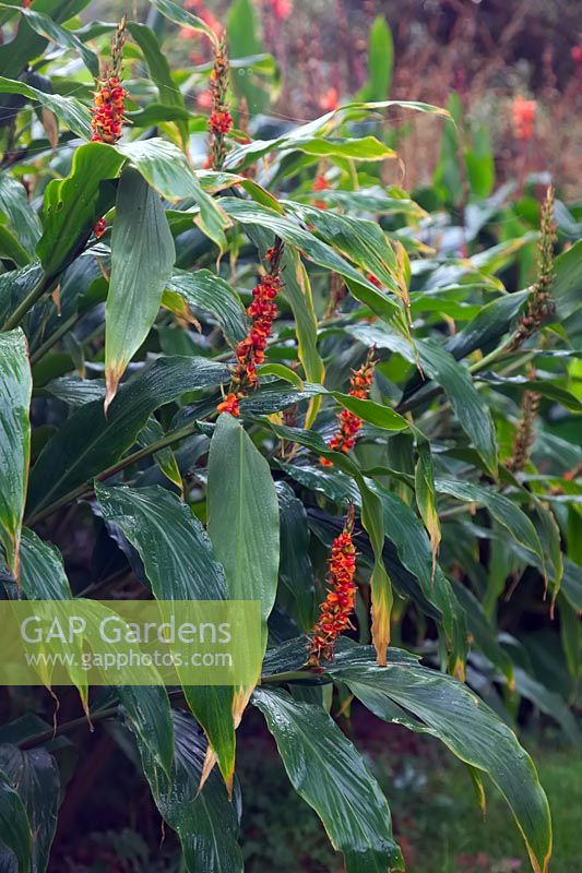 Hedychium densiflorum 'Assam Orange' the attractive orange fruits in November could be mistaken for flowers from a distance