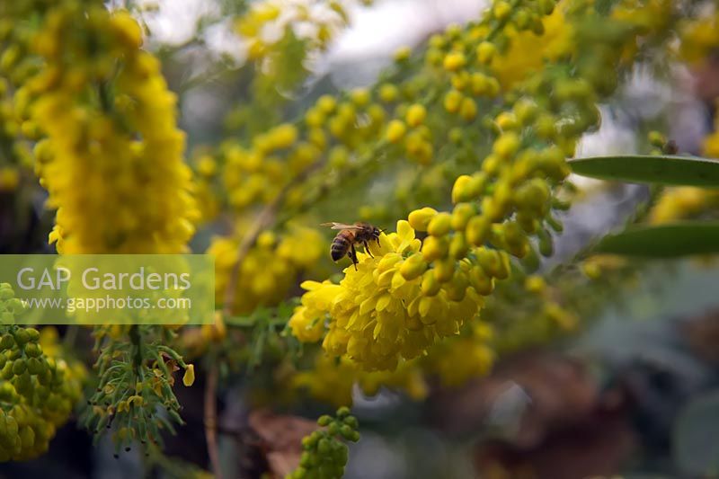 Mahonia x media 'Buckland' AGM with pollinating honey bee Apis mellifera 