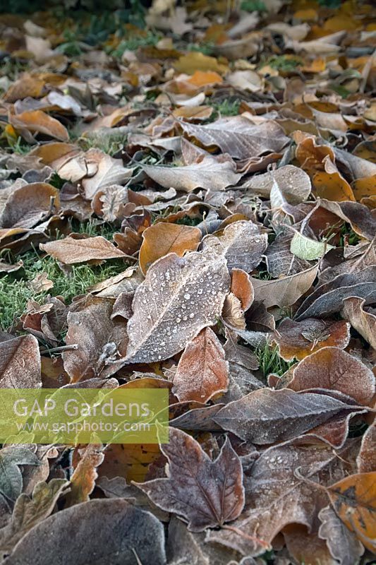 Magnolia leaves with frost in November