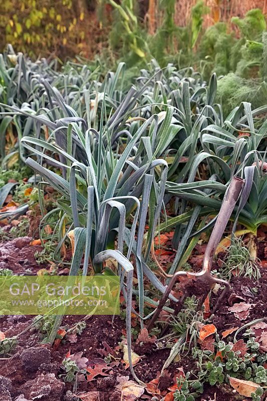 Allium porrum - Leeks in hoar frost 