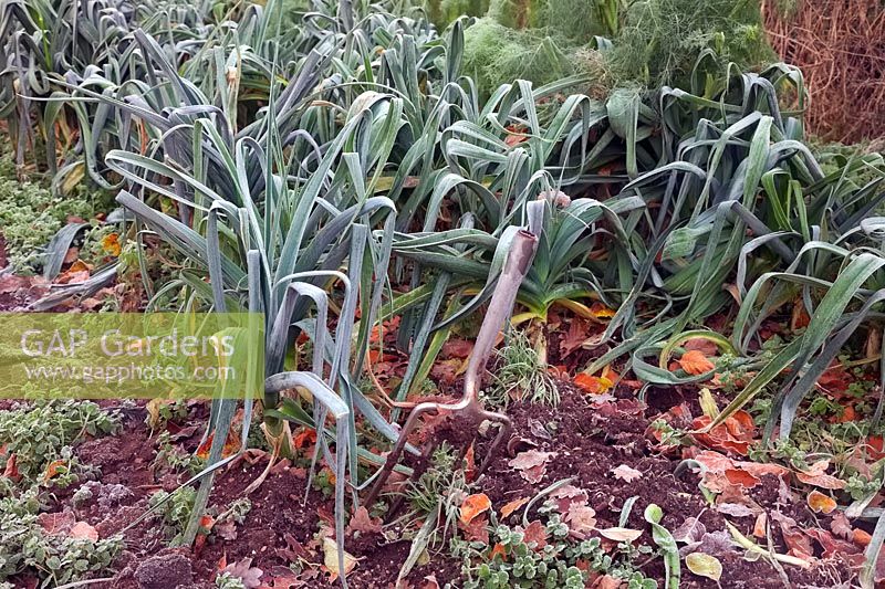 Allium porrum Leeks are winter hardy - here with frost in November nearest camera variety  'Bleu de Solaise'